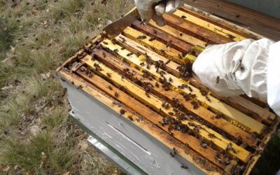 Lanzamos una serie de cursos de formación sobre agroecología, apicultura, micología y otros temas