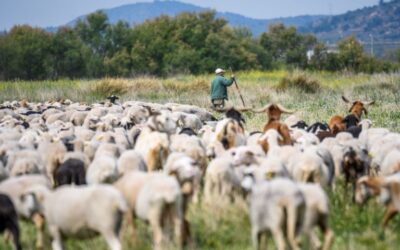 Naturaleza Pastoreada, un proyecto para impulsar el pastoreo como herramienta de conservación de la naturaleza