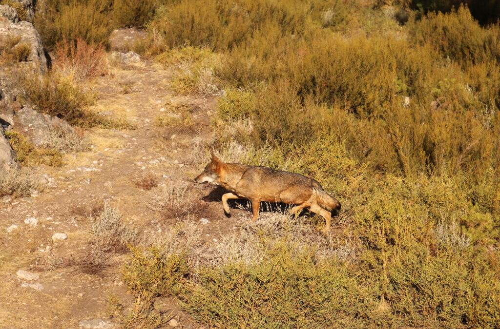 ‘Iniciativa humanidad y fauna silvestre’, una convocatoria de subvenciones a proyectos de coexistencia